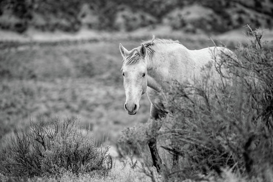 Black and White Photo of a Curious Wild Horse of Sand Wash Basin in Colorado Photograph by Jani Bryson