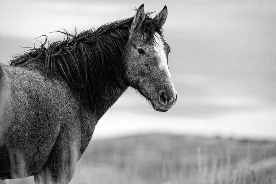 Black and White Photo of a Regal Wild Horses of Sand Wash Basin in Colorado Photograph by Jani Bryson