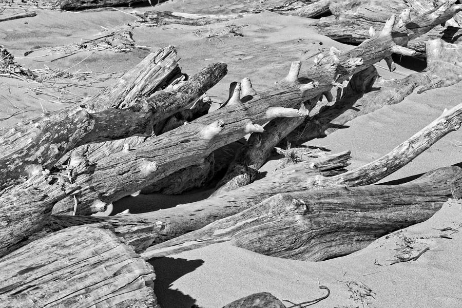 Black and White Photo of Driftwood and Sand on Popham Beach on the Coast of  Photograph by Keith Webber Jr