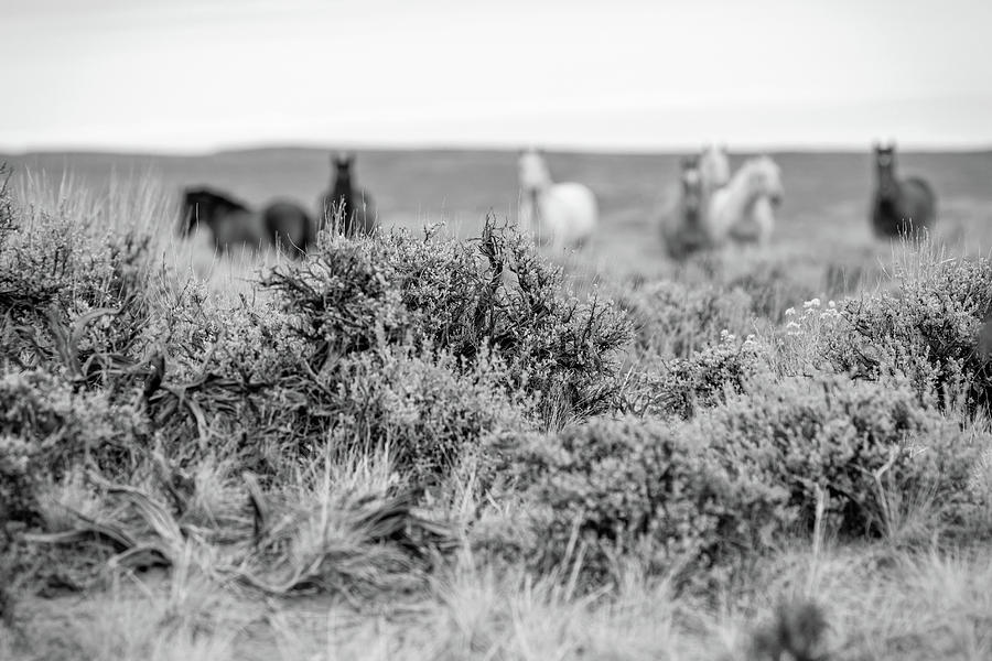 Black and White Photo of the Wild Horses of Sand Wash Basin in Colorado Photograph by Jani Bryson
