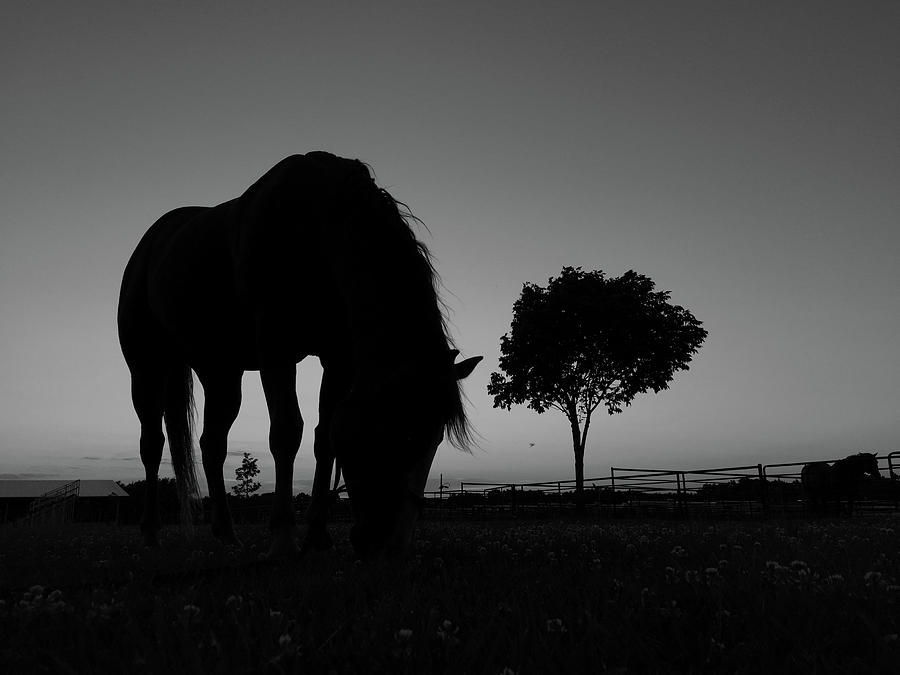 Black and White Photograph of a Grazing Horse in Silhouette at Sunset Photograph by Jani Bryson