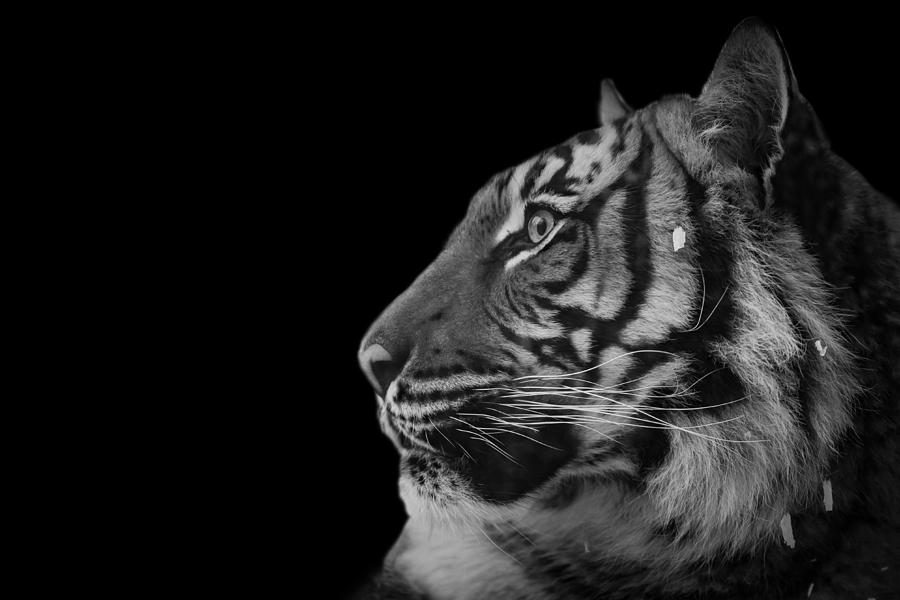 Black and white photograph of a tiger Photograph by Preston McCracken