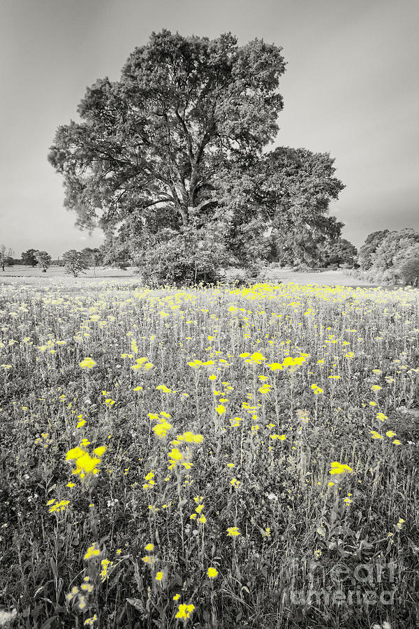 Black and White Photograph of Majestic Post Oak and Texas Groundsel - Brenham Washington County Photograph by Silvio Ligutti