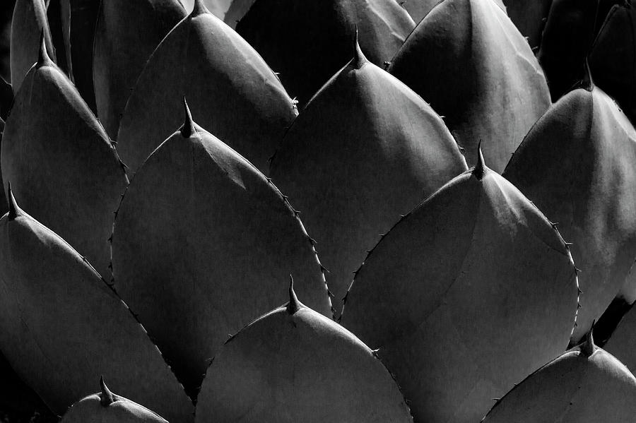 Black and White Photographic Detail of California Cabbage Cactus Agave Photograph by Randall Nyhof