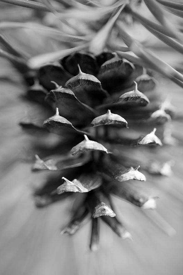 Black And White Pine Cone Photograph By Brooke Roby 