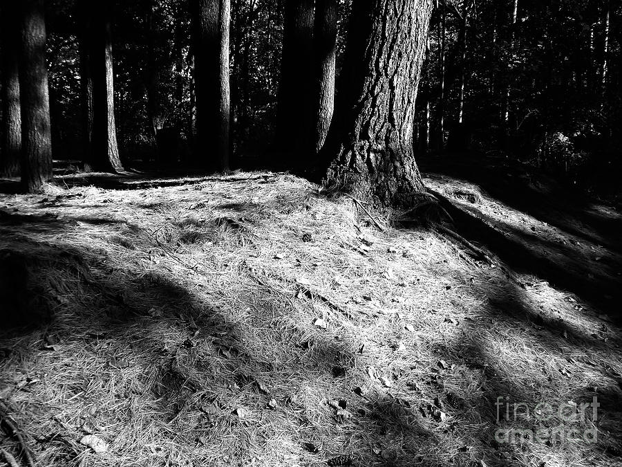 Black And White Pine Needles Photograph by Phil Perkins