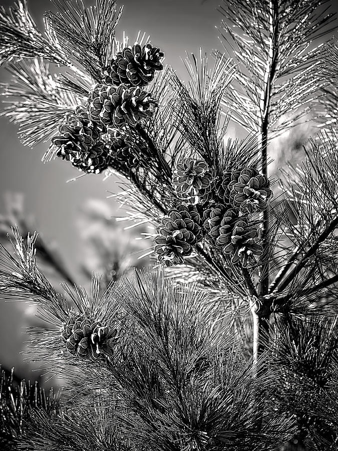 Black and White Pine Print Photograph by Gwen Gibson