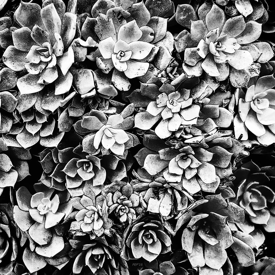 Black And White Plants Photograph by Phil Perkins