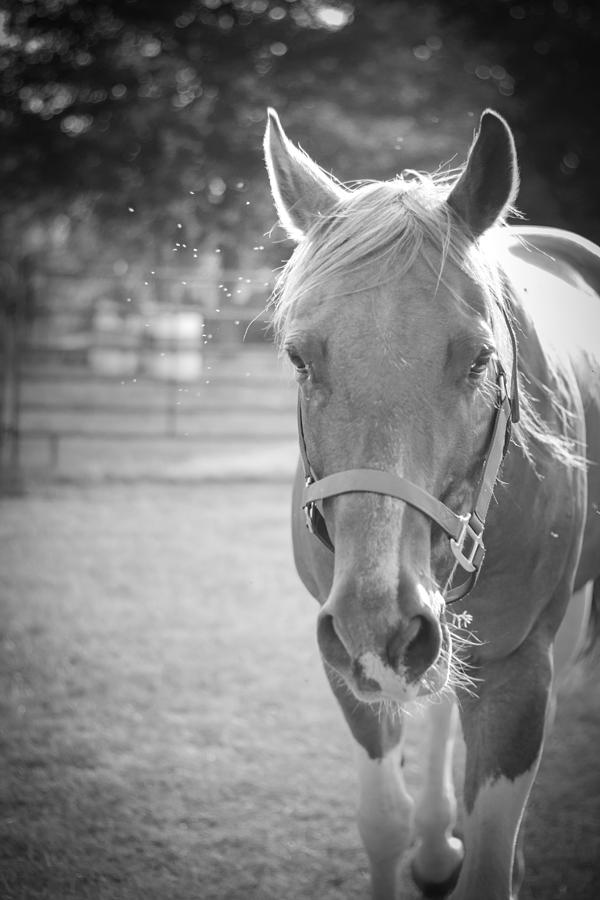 Black and White Portrait of a Horse in the Sun Photograph by Kelly Hazel