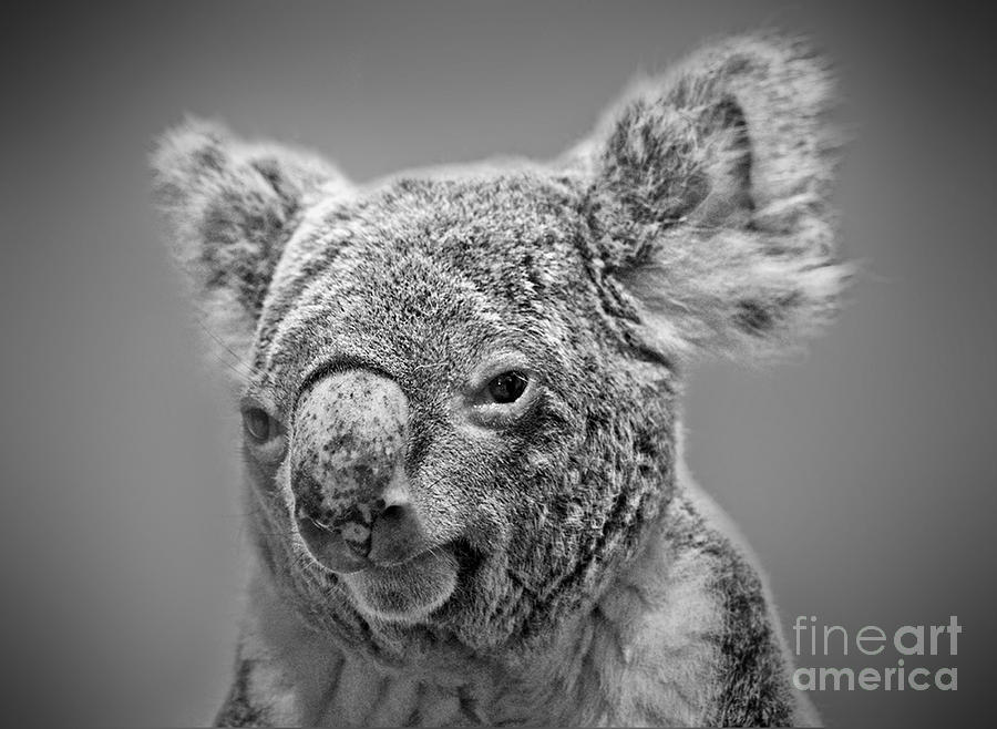 Black and White Portrait of a Koala  Photograph by Jim Fitzpatrick