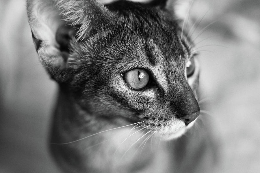 black and white abyssinian cat