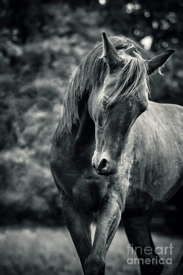 Black and white portrait of horse Photograph by Dimitar Hristov