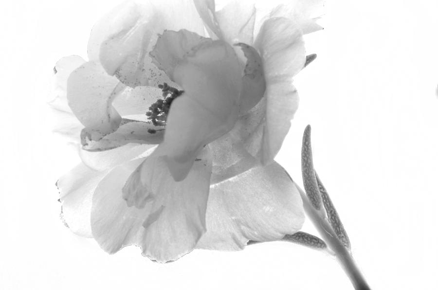 Black and White Portulaca Photograph by Ann Bridges