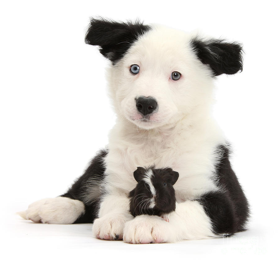 Black and white Pup and Guinea Photograph by Warren Photographic