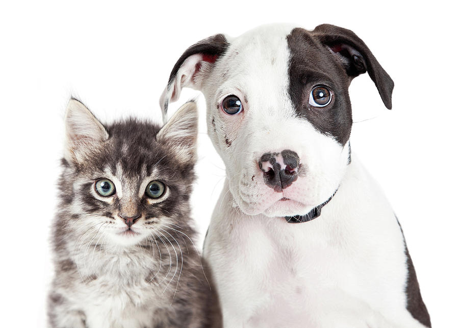 Animal Photograph - Black and White Puppy and Kitten by Good Focused