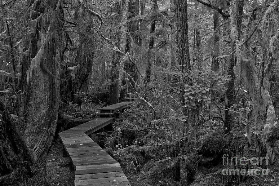 Black And White Rainforest Boardwalk Photograph by Adam Jewell