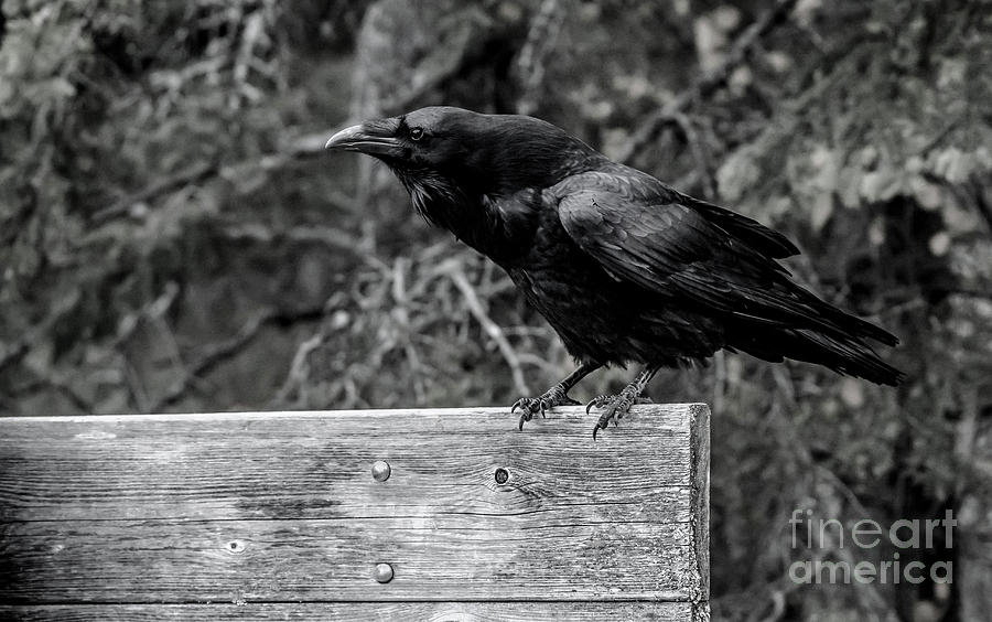 Black and White Raven Photograph by Cheryl Baxter