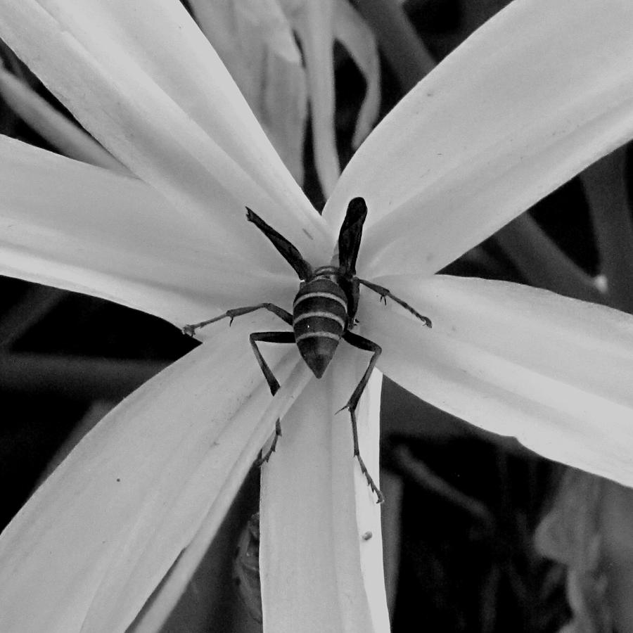 Black and White Red Paper Wasp and Spider Lily 002  Photograph by Christopher Mercer