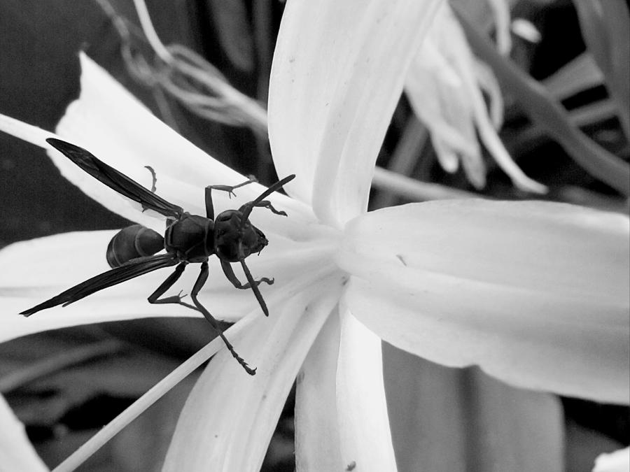 Black and White Red Paper Wasp and Spider Lily  Photograph by Christopher Mercer
