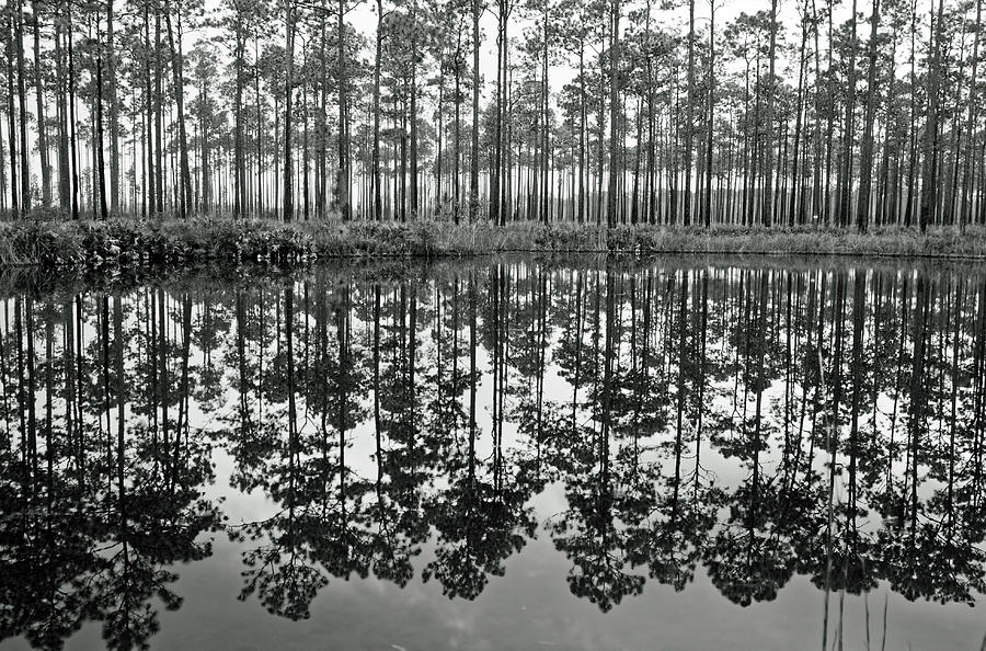 Black and White Reflections Photograph by Sally Weigand