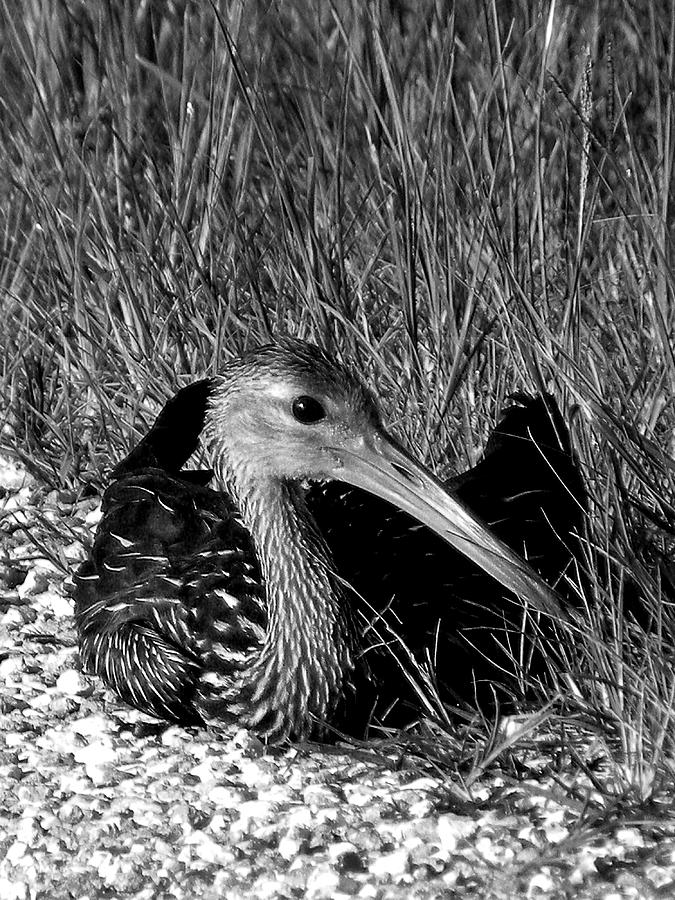 Black and White Resting Limpkin Bird Photograph by Christopher Mercer