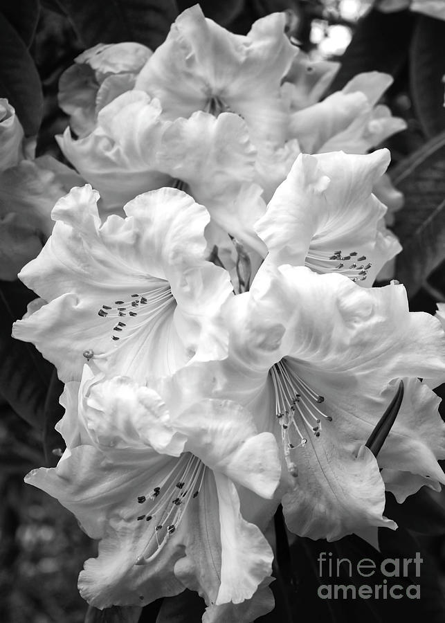 Black and White Rhododendron Photograph by Carol Groenen