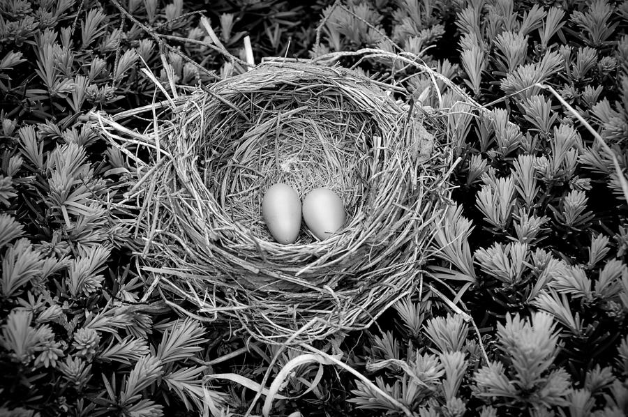 Black and White Robins Nest Photograph by Aimee L Maher ALM GALLERY