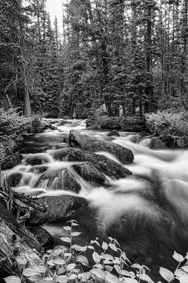 Black And White Roosevelt National Forest Stream Portrait Photograph