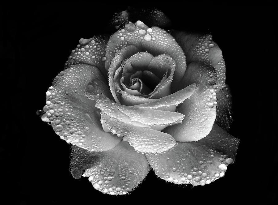 Black and white Rose 1 Photograph by Lilia S