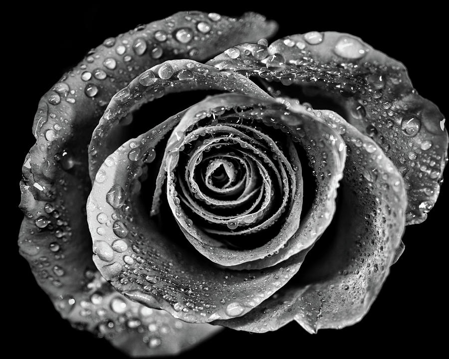 Black and white Rose 2 Photograph by Lilia S