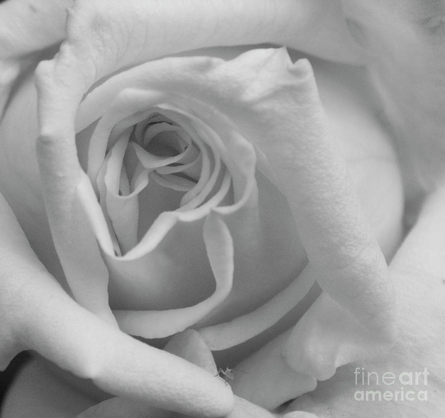 Black and white rose 3 Photograph by Jim And Emily Bush