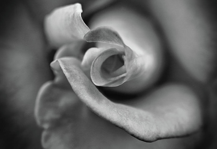 Black and white Rose 3 Photograph by Lilia S