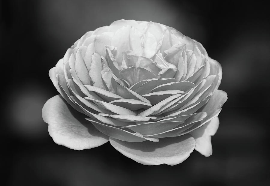 Black and white Rose 4 Photograph by Lilia S