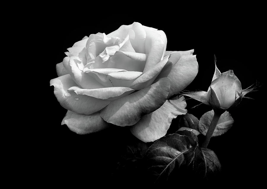 Black and white Rose 5 Photograph by Lilia S