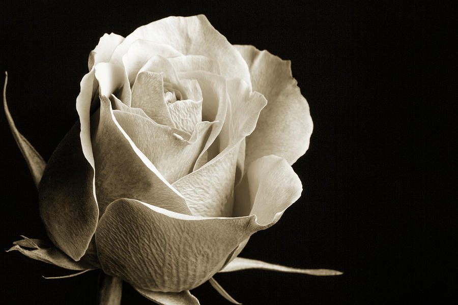 Black and White Rose 5534.01 Photograph by M K Miller