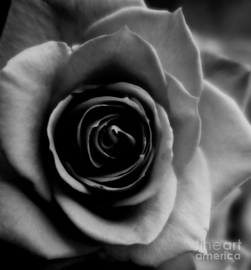 Black And White Rose Abstract Photograph by Tara Shalton