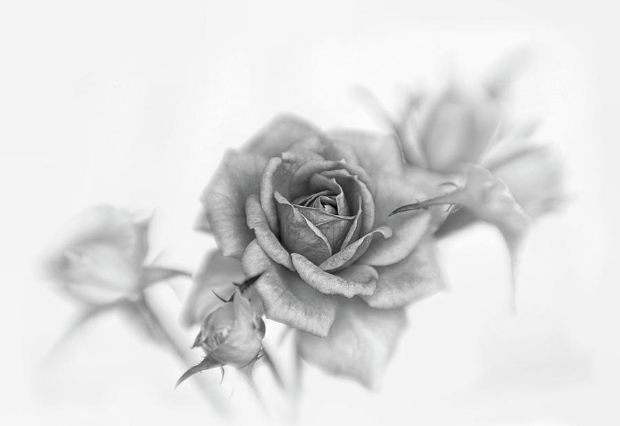 Black and White Rose and Buds Photograph by David and Carol Kelly