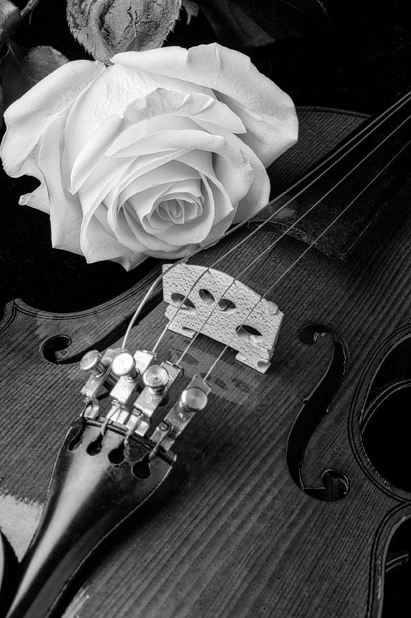 Black And White Rose And Violin Photograph by Garry Gay