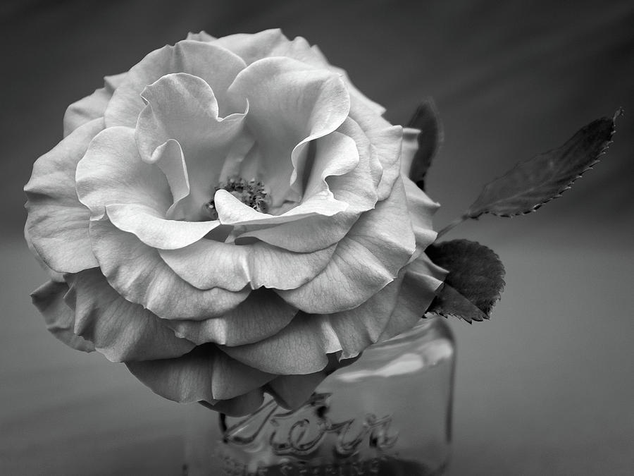 Black and White Rose Antique Mason Jar Photograph by Kathy Anselmo