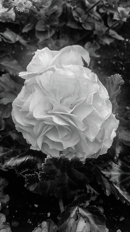 Black and White Rose Photograph by Britten Adams