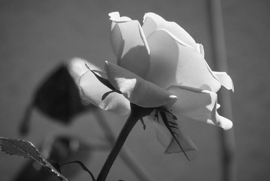 Nature Photograph - Black and White Rose by Cesar Vieira