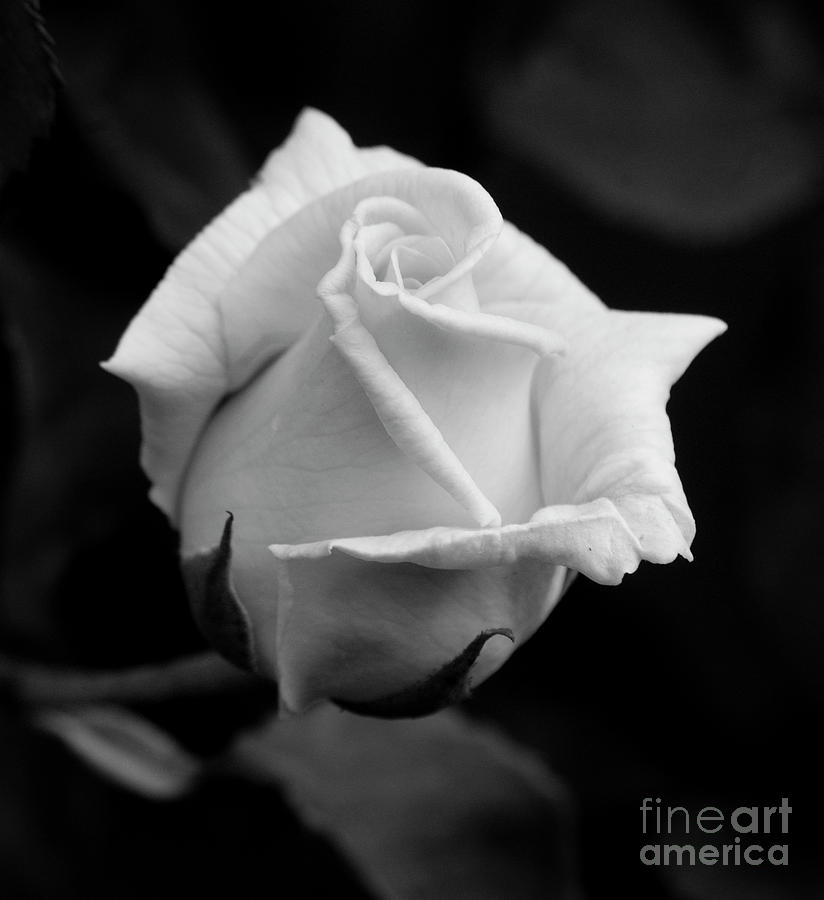 Black and white rose Photograph by Jim And Emily Bush