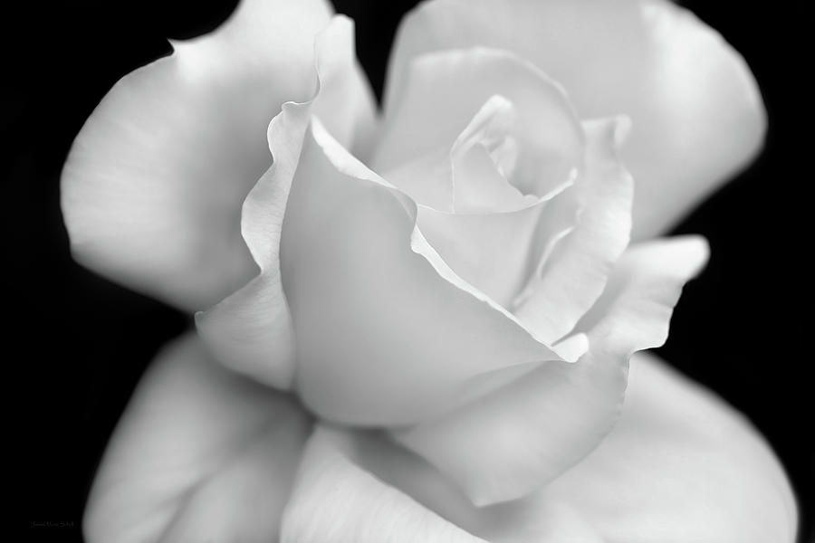 Black and White Rose Flower Photograph by Jennie Marie Schell