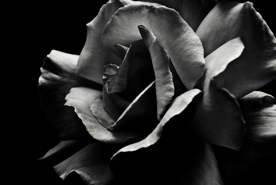 Nature Photograph - Black and White Rose by Grebo Gray