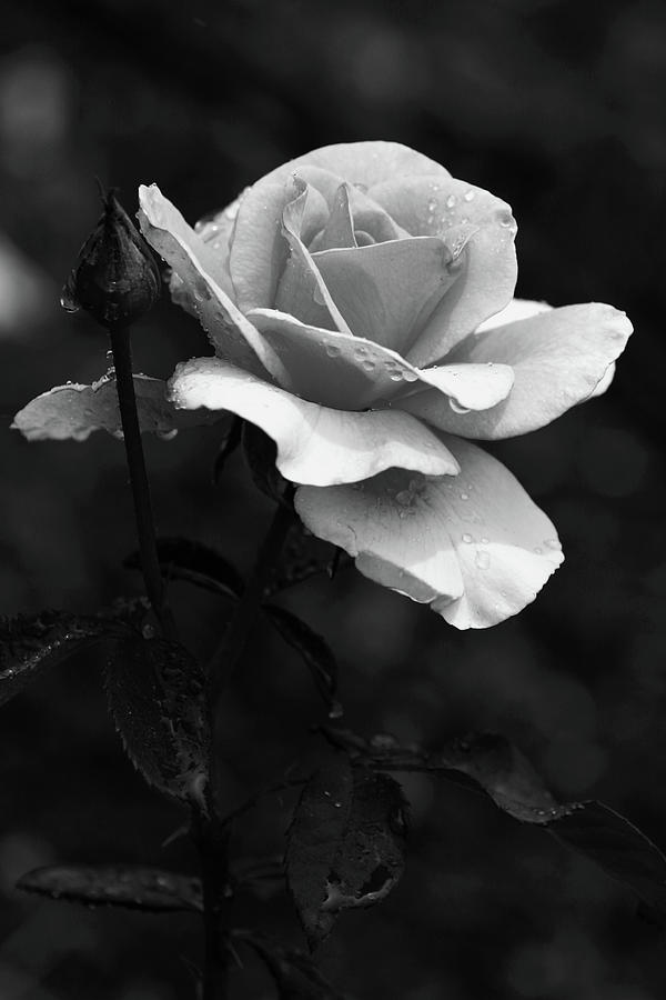 Black and White Rose in the Rain 3590 BW_2 Photograph by Steven Ward
