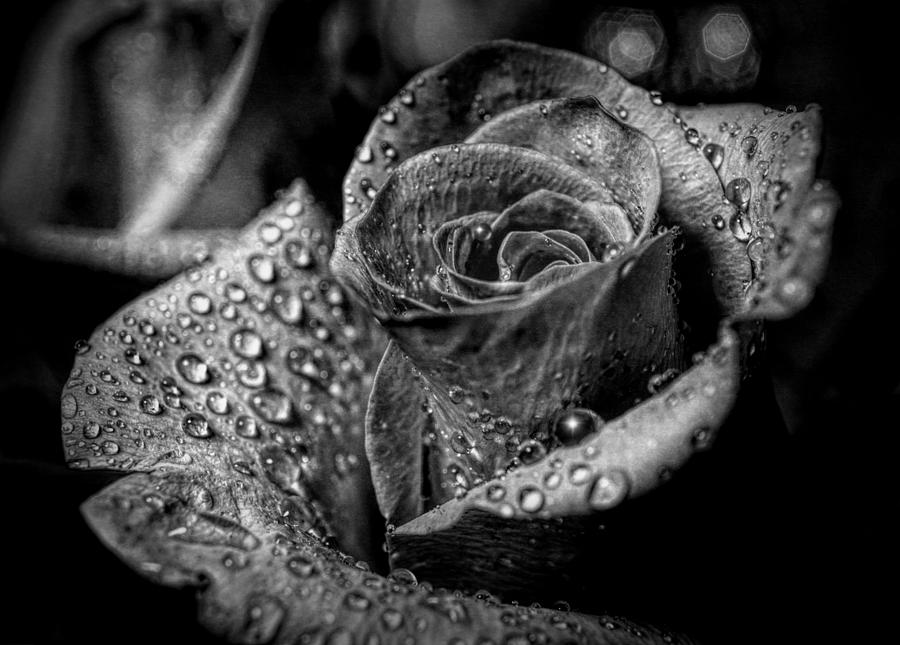 Black and White Rose Photograph by Lilia D