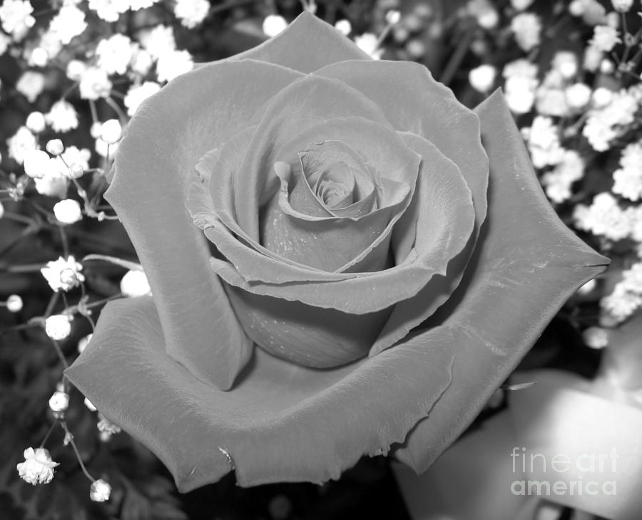 Black and White Rose Macro 2 Photograph by Rose Santuci-Sofranko