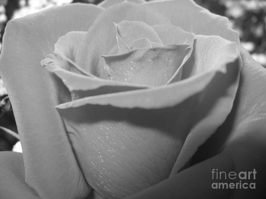Black and White Rose Macro Photograph by Rose Santuci-Sofranko