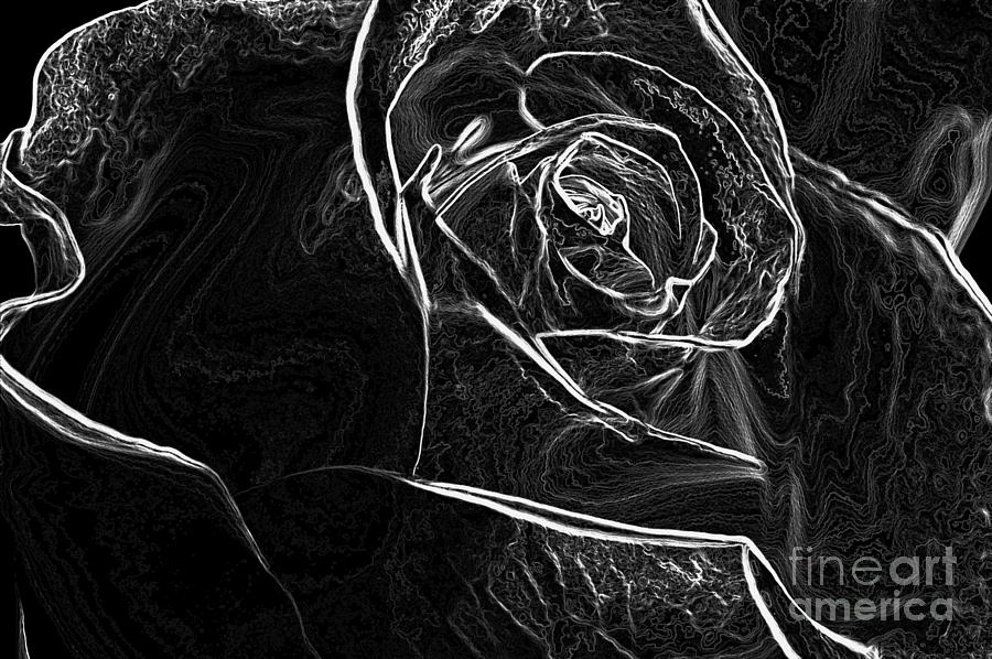 Black and white rose Photograph by Micah May