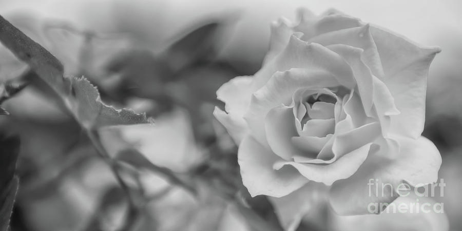 Black and White Rose Photograph by Olga Hamilton